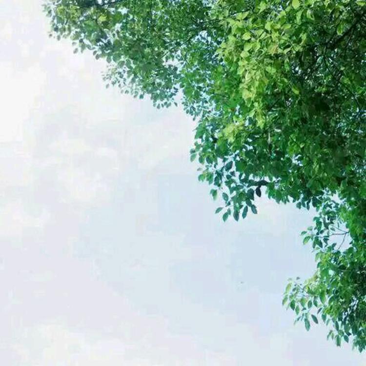 四乃森苍紫（身份：御庭番众前任首领、“天才忍者”） - 山口珠理影片高清在线播放19 - 网络视频